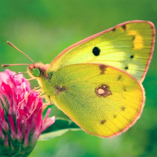 Nature Jigsaw Puzzle Butterfly game thumbnail