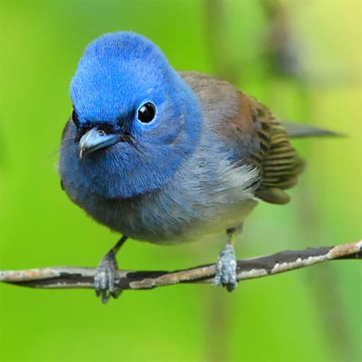 Lovable Birds Puzzle game thumbnail