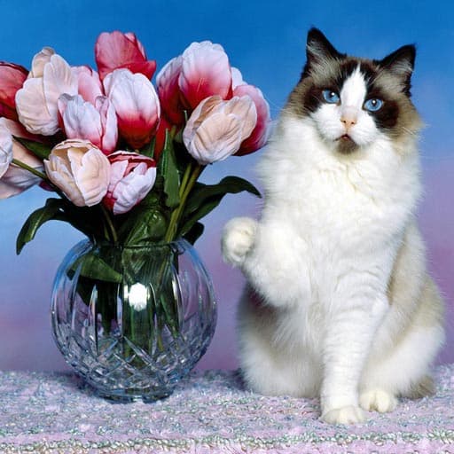 Funny Cats Puzzle game thumbnail