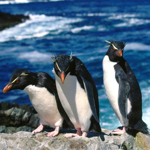 Penguin Puzzle game thumbnail