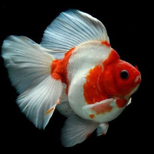 Gold Fish Jigsaw Puzzle game thumbnail