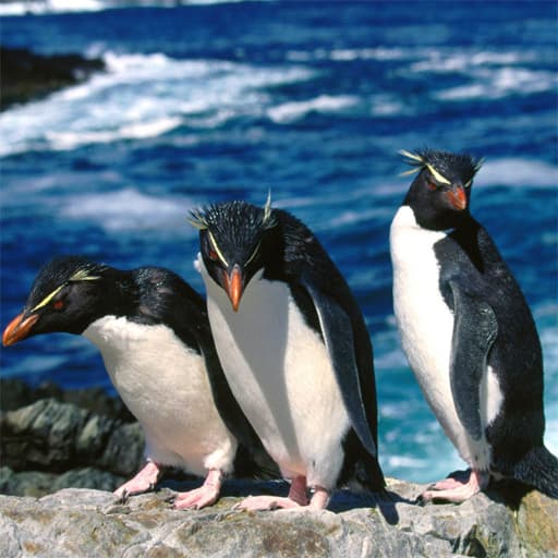 Penguins Slide game thumbnail
