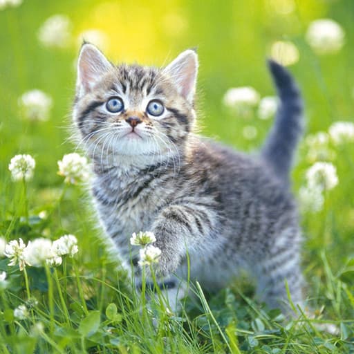Kittens Jigsaw game thumbnail