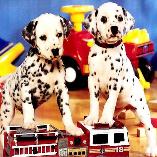 Puppy Pairs Puzzle game thumbnail