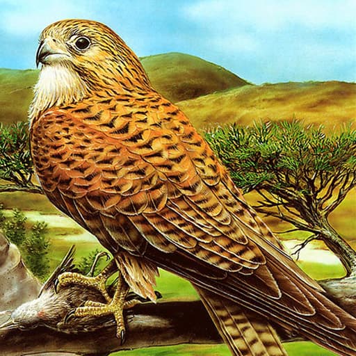 Birds of Prey Puzzle game thumbnail