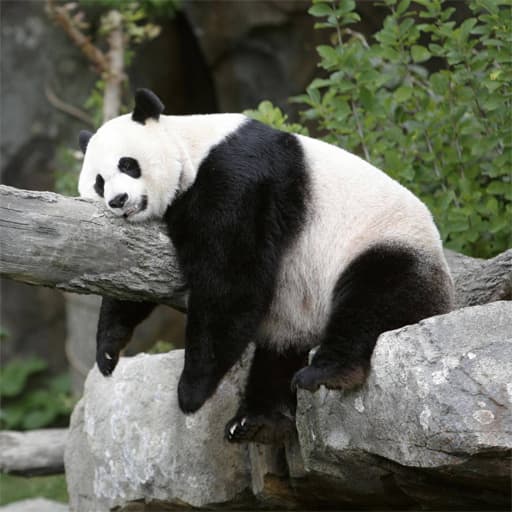 Pandas Slide game thumbnail