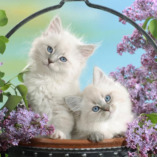 Funny Kitty Puzzle game thumbnail