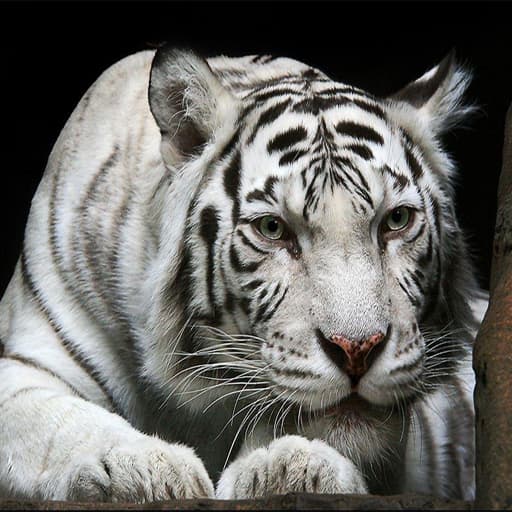 Animals Jigsaw Puzzle Tiger game thumbnail