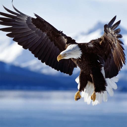 Animals Jigsaw Puzzle Eagle game thumbnail